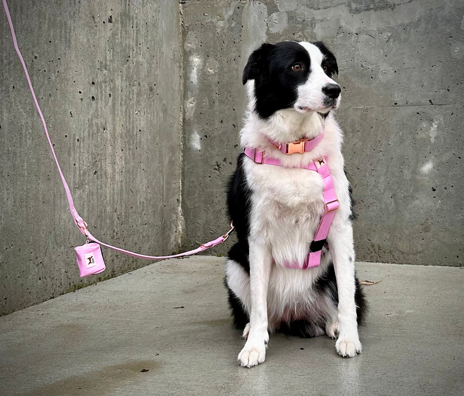 Medium & Large Dog Sets