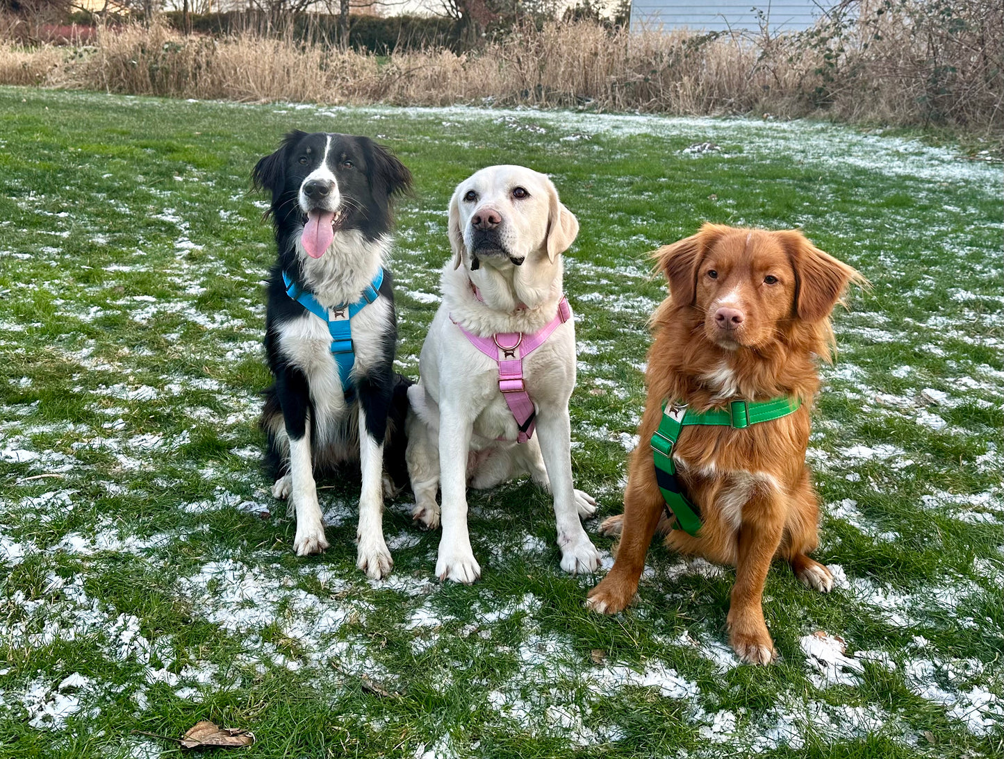 Gift Card for Medium-Large Breeds